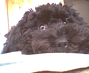 Biene Mo, 17. Oktober 2005